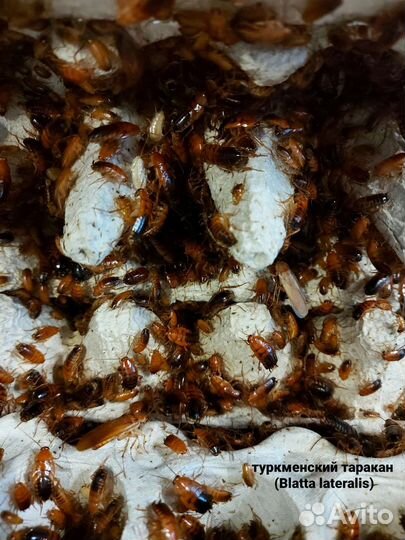 Мучной червь, тараканы, муха дрозофила