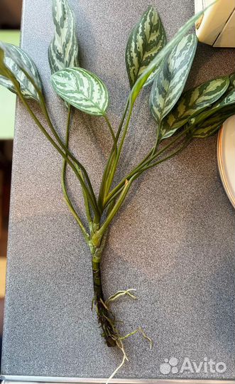 Фикус каучуконосный,аглаонема