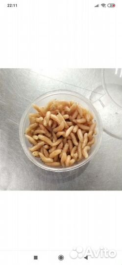 Опарыш, Черви, Дендробена