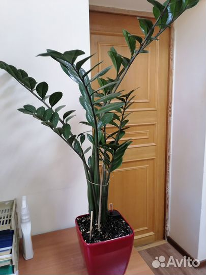 Замиокулькас