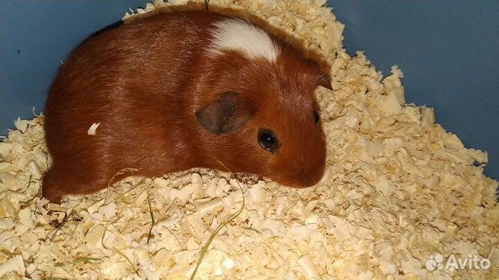 Морские свинки. Домашние питомцы для обожания