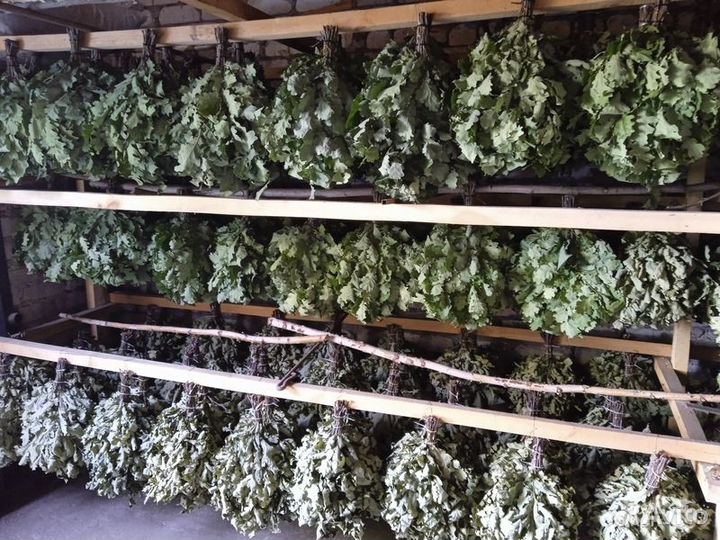 Дубовые веники сбор 2023 (опт, розница)