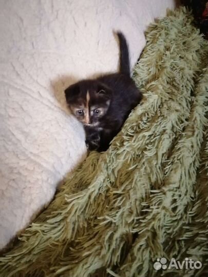 Котята вислоушки