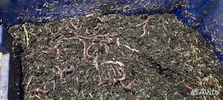 Удобрение биогумус