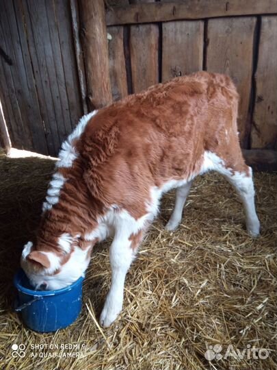 Продам телочку 1,5 мес