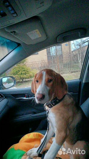 Щенок в добрые руки