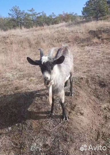 Козел вязка