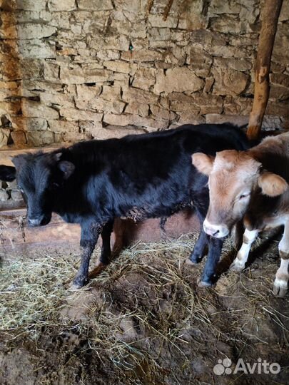 Теленки бычки