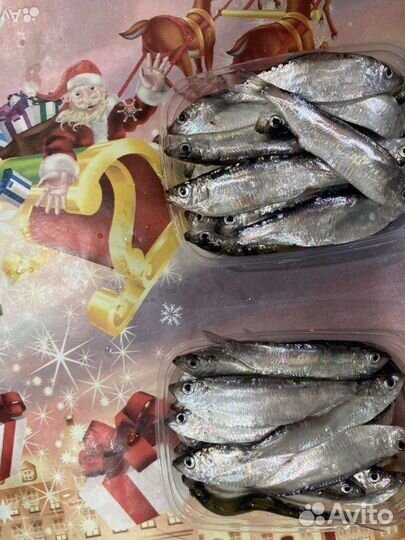 Тюлька крупная