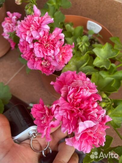 Пеларгония герань