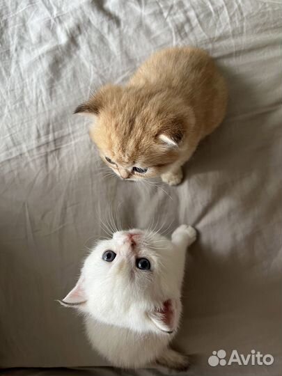 Британская серебристая шиншилла котенок