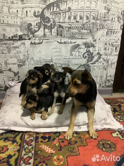 Продаются щенки