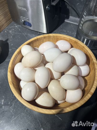 Яйца утиные домашние