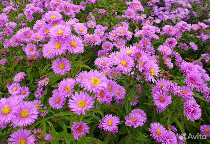 Сентябринки