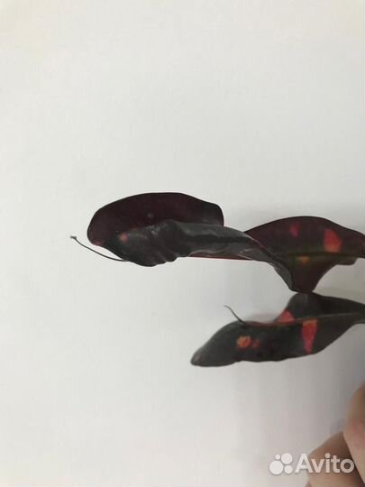 Кротон, хедера