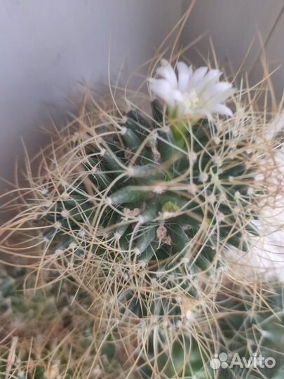 Вечноцветущий кактус