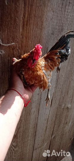 Бентамки, петушки