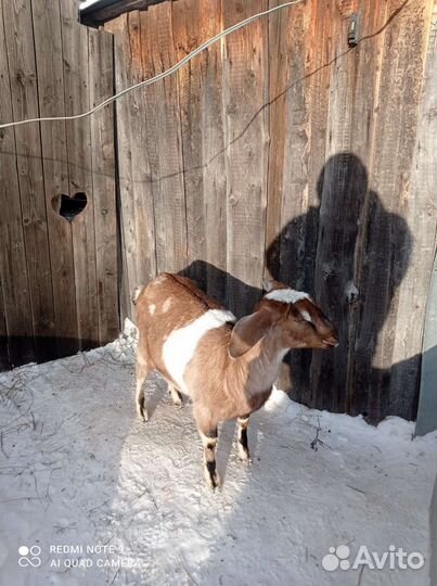 Нубийская козочка