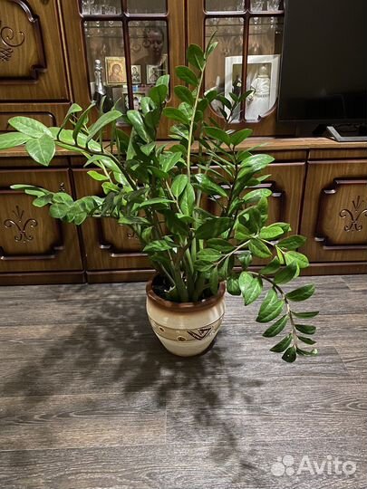 Замиокулькас