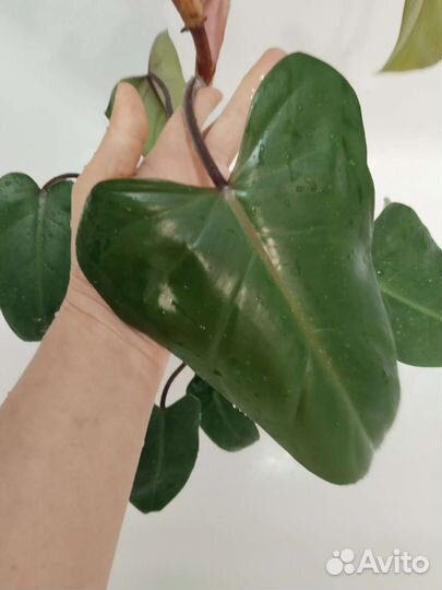 Филодендрон плющевидный краснеющий Red Emerald
