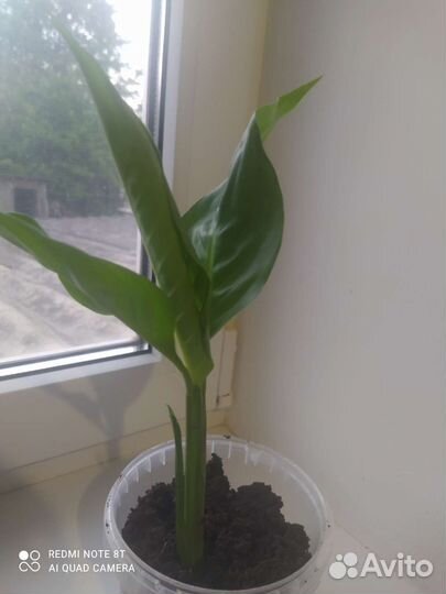 Спатифиллум