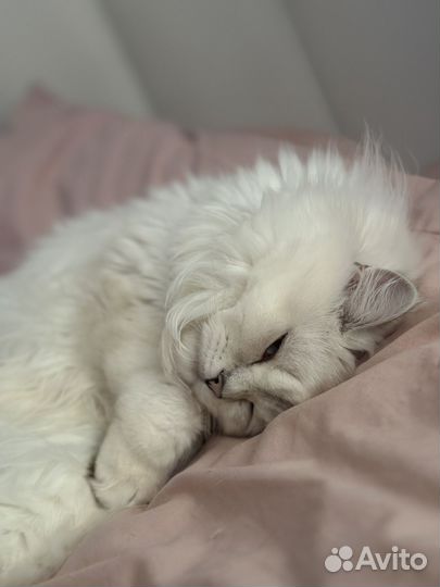 Шотланская кошка