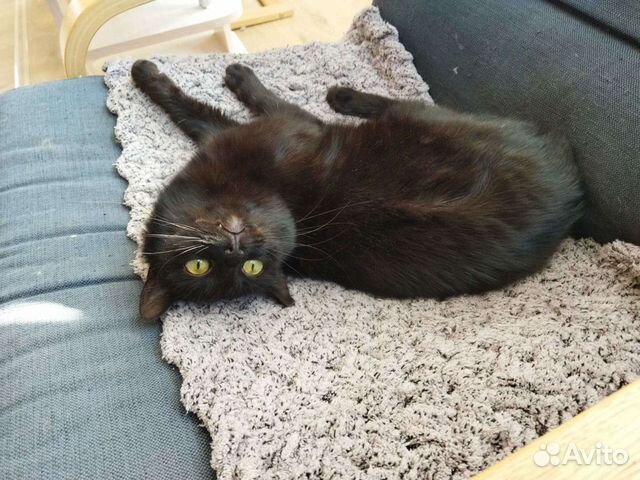 Кошка/кот/котенок Дуся