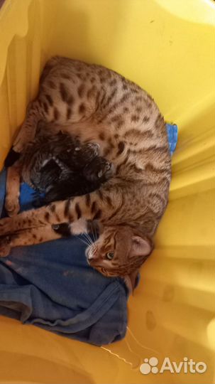 Бенгальские котята