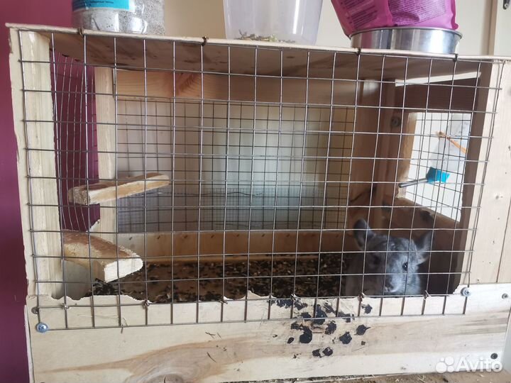 Шиншилла с клеткой