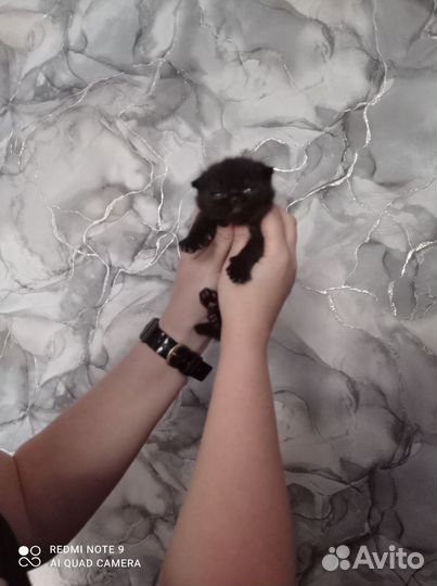 Продам Шотландских вислоухих котят