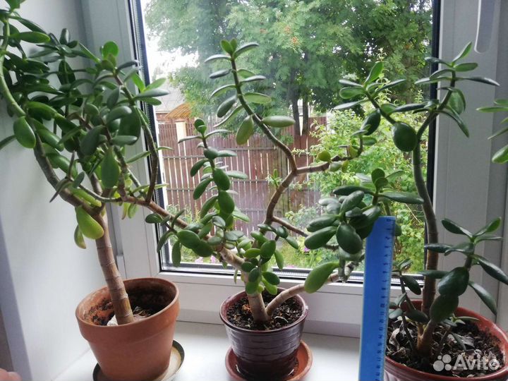 Толстянка, красула