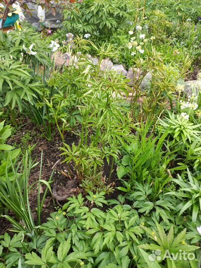 Цветы для сада