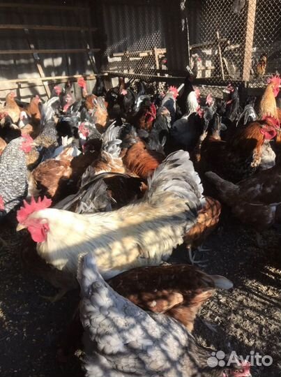 Домашние Куры и Петухи