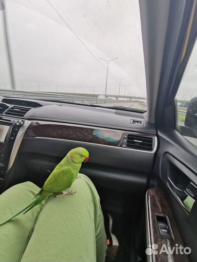 Ожереловый попугай самец