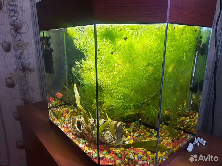Аквариум