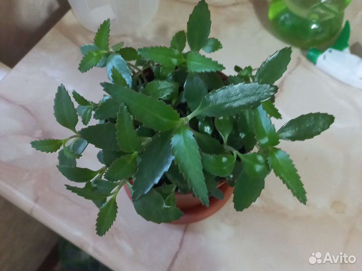 Каланхоэ лечебное