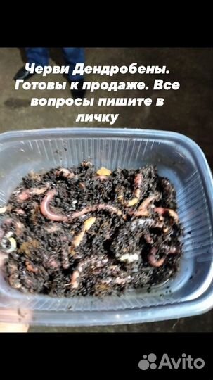 Черви дендробена