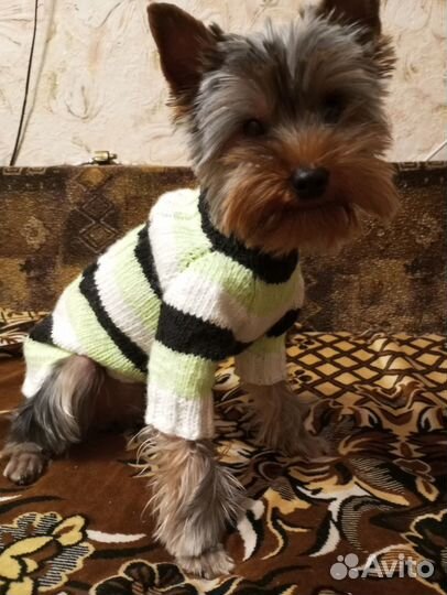 Шапки и свитера для маленьких собачек