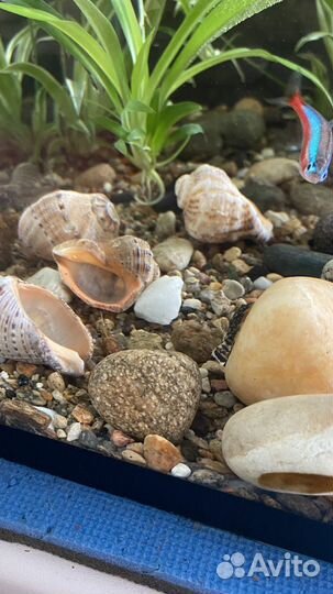 Аквариум с рыбками