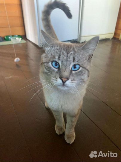 Тайские котята