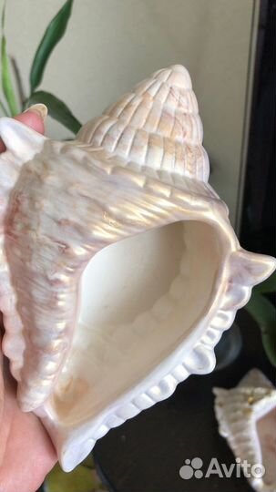 Ракушка декоративная