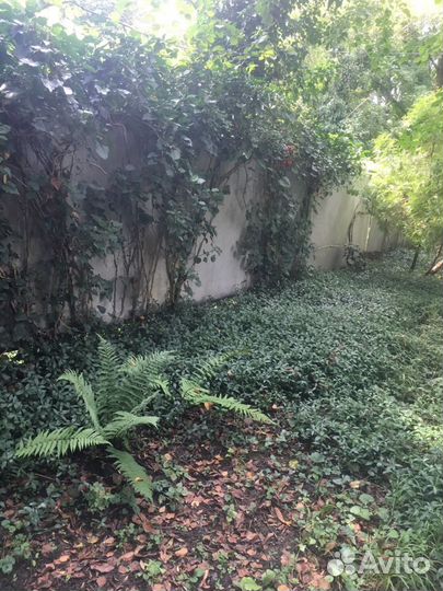 Барвинок вечнозеленый почвопокровный