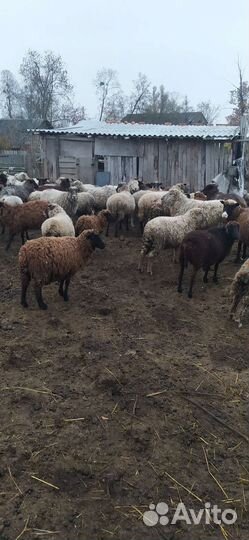 Овцы с ягнятами