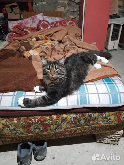 Кот мейн-кун вязка