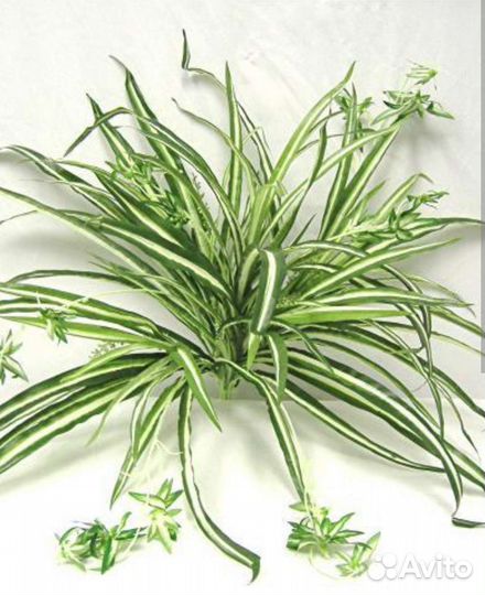 Хлорофитум бонни