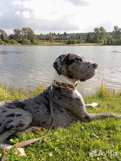 Вязка Немецкий дог