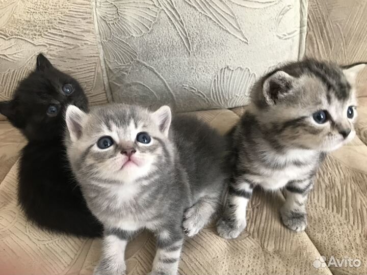 Британские котята