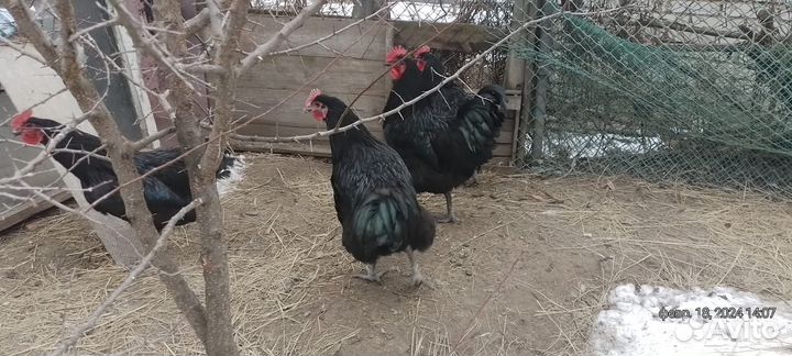 Петух Джерсийский гигант