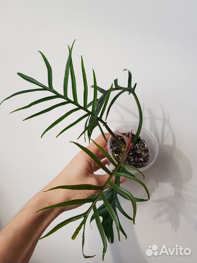 Филодендрон, монстера и др