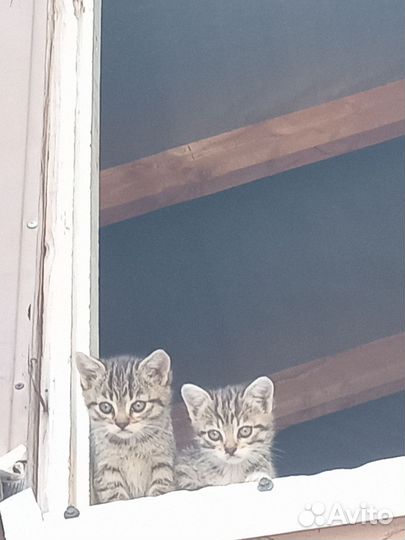 Домашние животные бесплатно